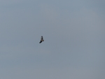 FZ003593 Buzzard (Buteo buteo).jpg